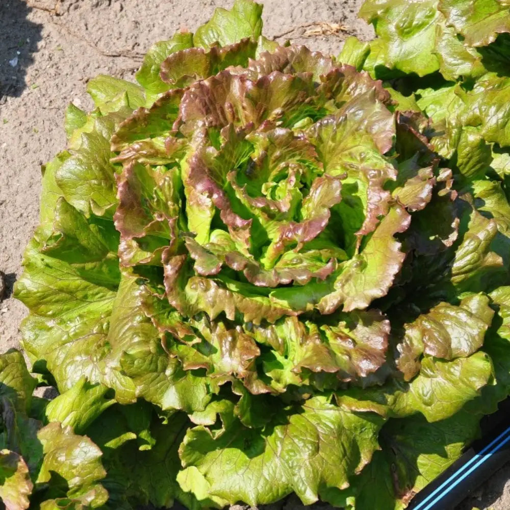 MERAVIGLIOSA ex XS292 CANASTA LETTUCE SEEDS | Smarties.bio