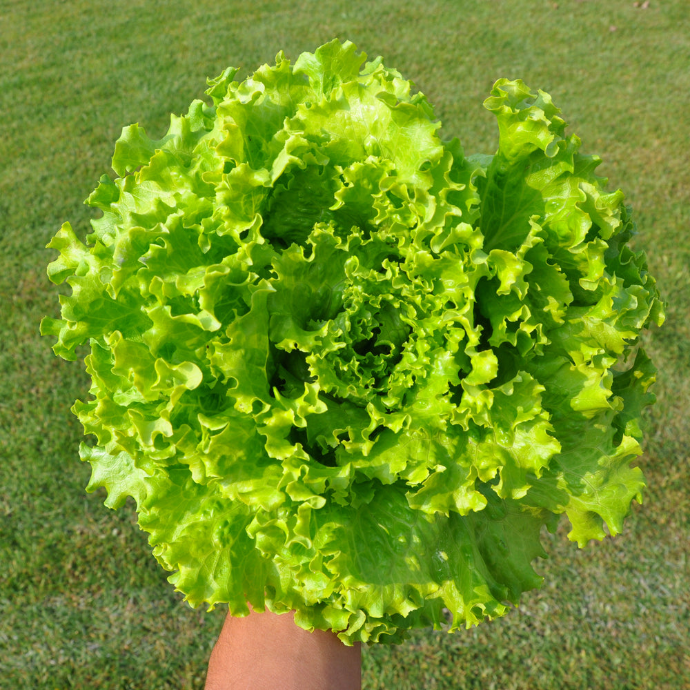 ALBACHIARA BATAVIA GENTILE LETTUCE SEEDS