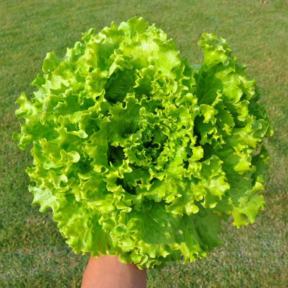 Sperli Semi Lattuga Iceberg 'Dynamite Sperli Semi Lattuga Iceberg 'Dynamite