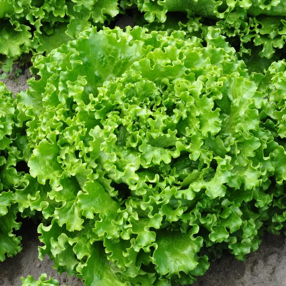 ALBASCURA BATAVIA GENTILE LETTUCE SEEDS | Smarties.bio