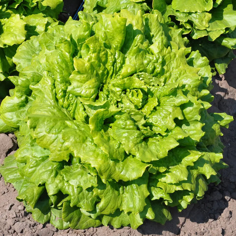MADDALENA GORIZIANA ESTIVA LETTUCE SEEDS | Smarties.bio