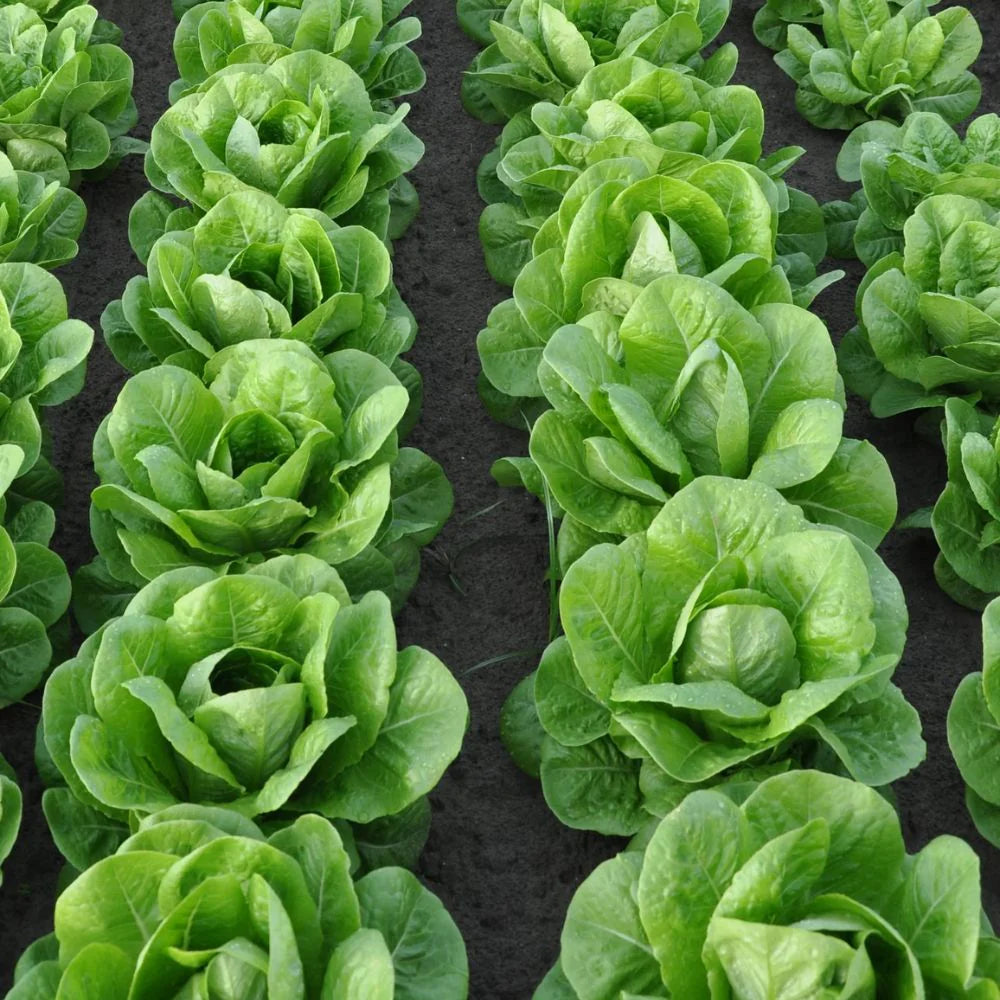 ALBALISCIA ROMAINE/COS LETTUCE SEEDS | Smarties.bio