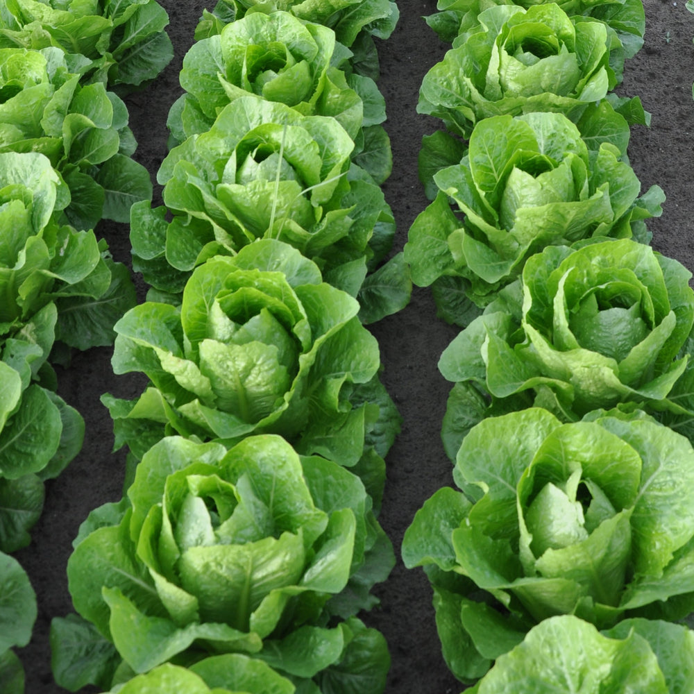 ALBALUNGA ROMAINE/COS LETTUCE SEEDS