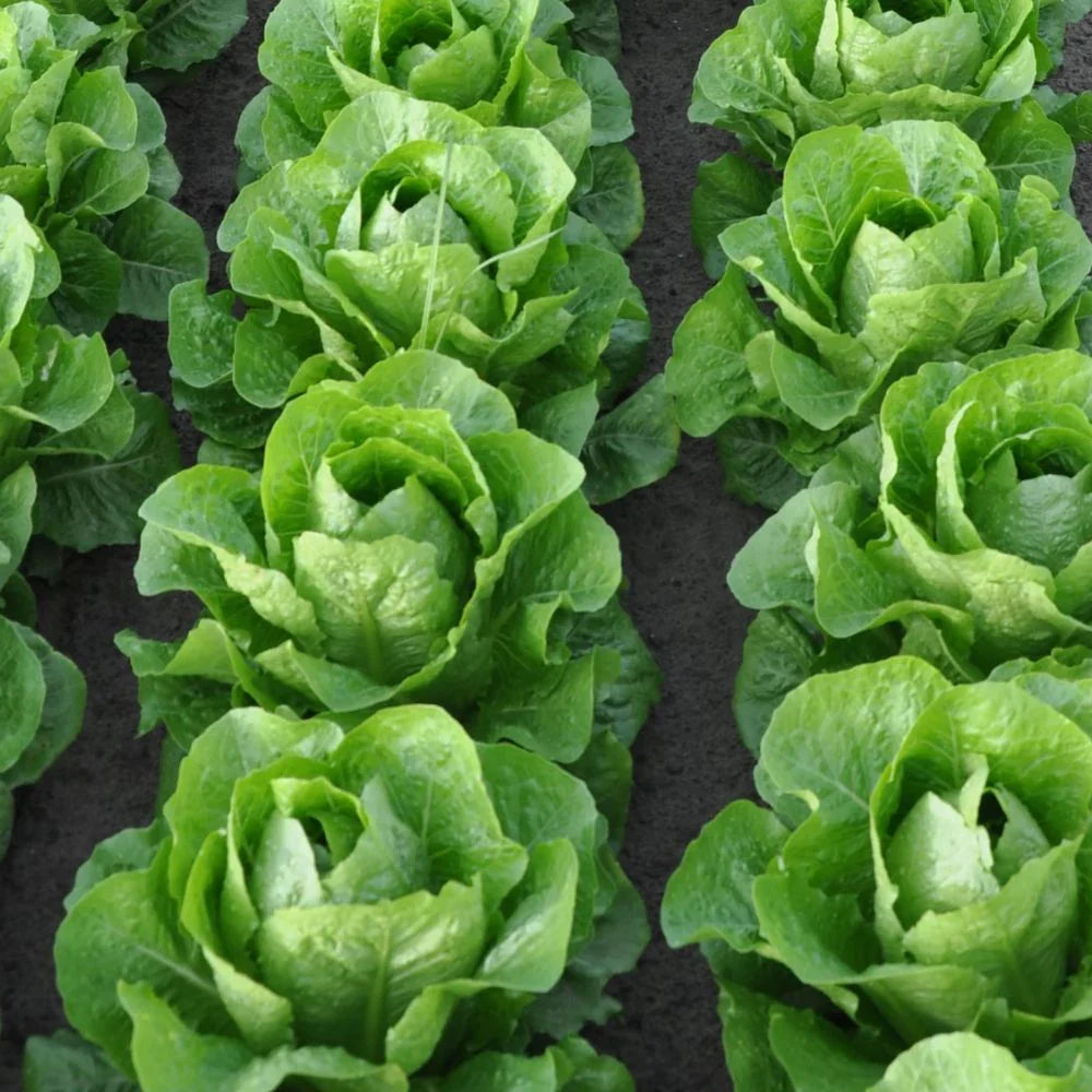 ALBALUNGA ROMAINE/COS LETTUCE SEEDS | Smarties.bio