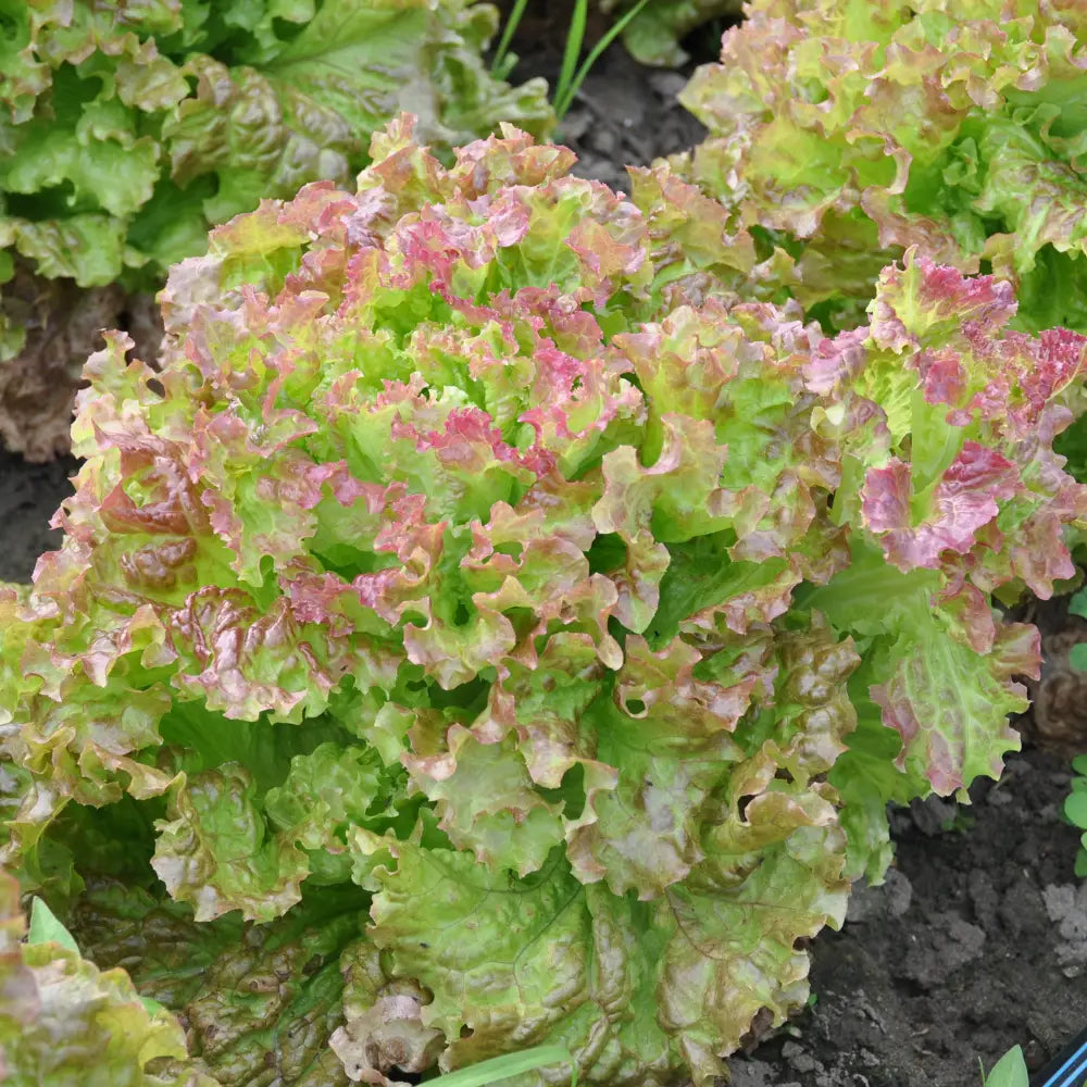 MYRTHA ROSSA DI TRENTO LETTUCE SEEDS | Smarties.bio