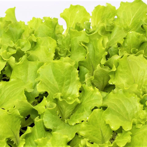 ALBABIONDA BLONDIE BABY LEAF LETTUCE SEEDS | Smarties.bio