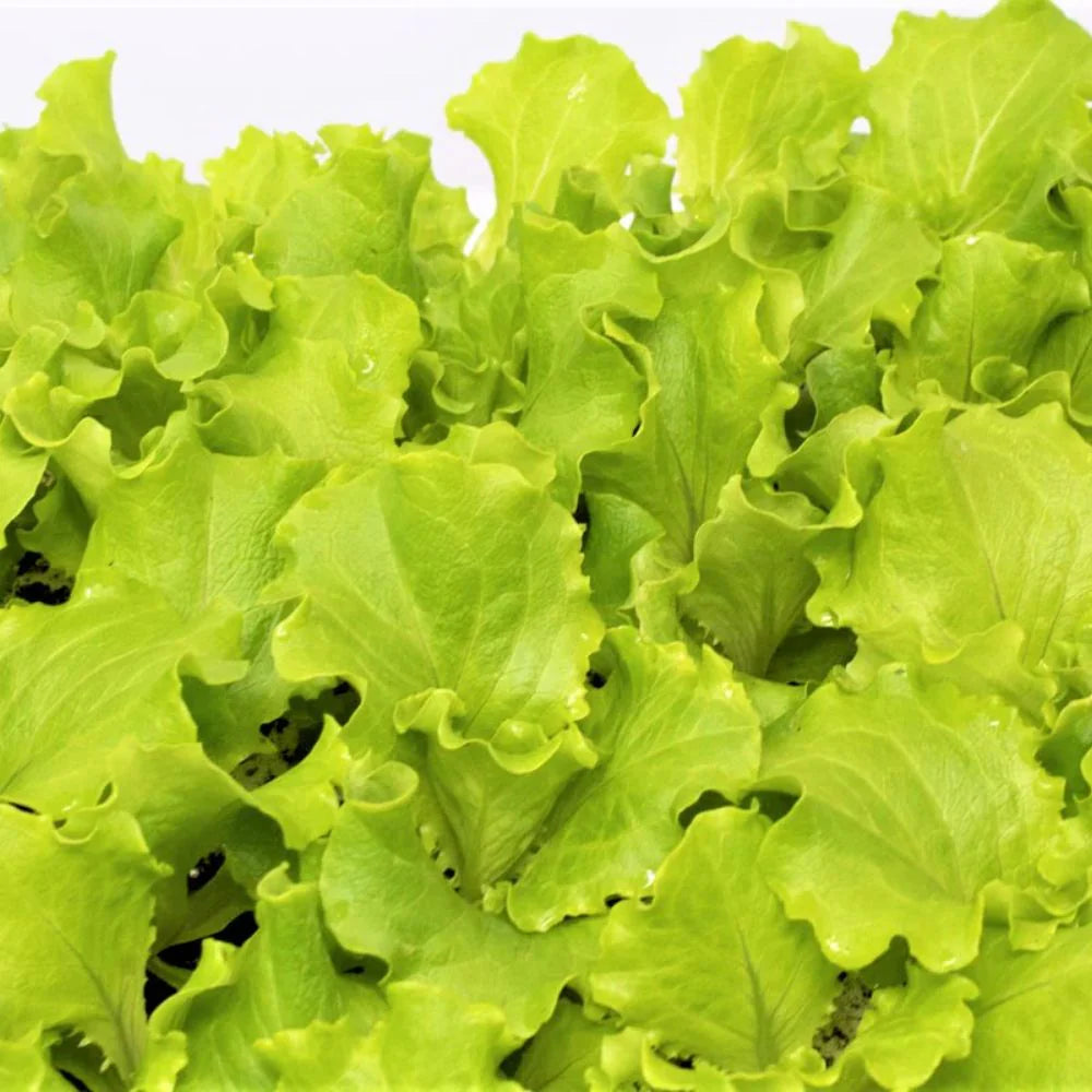 ALBABIONDA BLONDIE BABY LEAF LETTUCE SEEDS | Smarties.bio