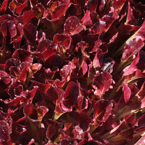 ALBAROSSA RED BABY LEAF LETTUCE SEEDS | Smarties.bio