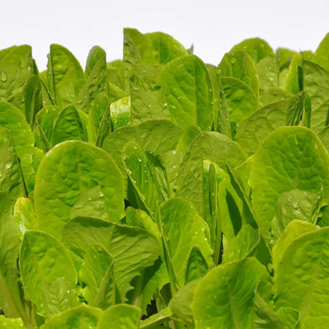 #SM4.72 BABY ROMAINE BABY LEAF LETTUCE SEEDS | Smarties.bio