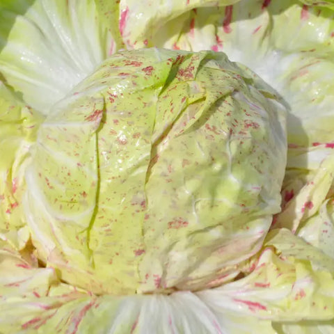 SORGENTE CICORIA VARIEGATA DI LUSIA SEEDS | Smarties.bio