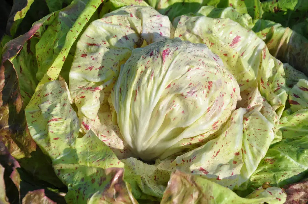 DELTA CICORIA VARIEGATA DI LUSIA SEEDS | Smarties.bio