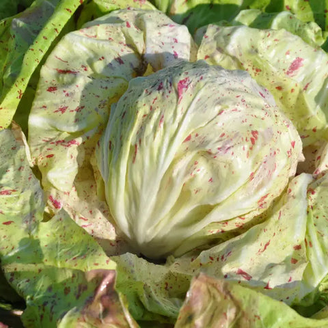 DELTA CICORIA VARIEGATA DI LUSIA SEEDS | Smarties.bio