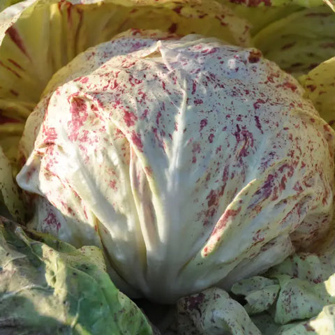 FONTE CICORIA VARIEGATA DI LUSIA SEEDS | Smarties.bio