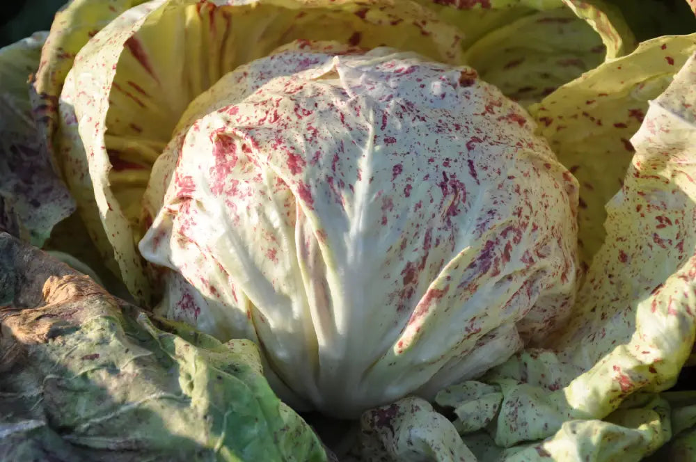 FONTE CICORIA VARIEGATA DI LUSIA SEEDS | Smarties.bio