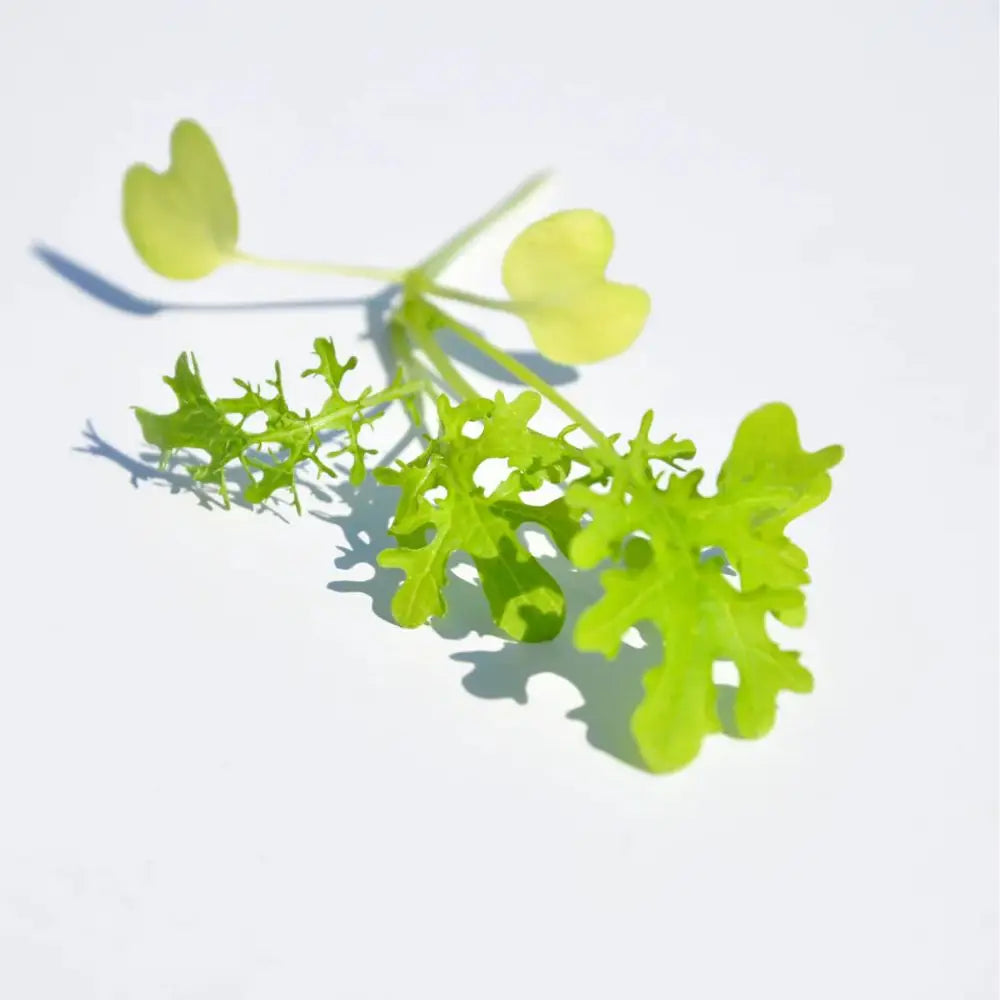 #SM4.57 BLONDIE MUSTARD SEEDS | Smarties.bio