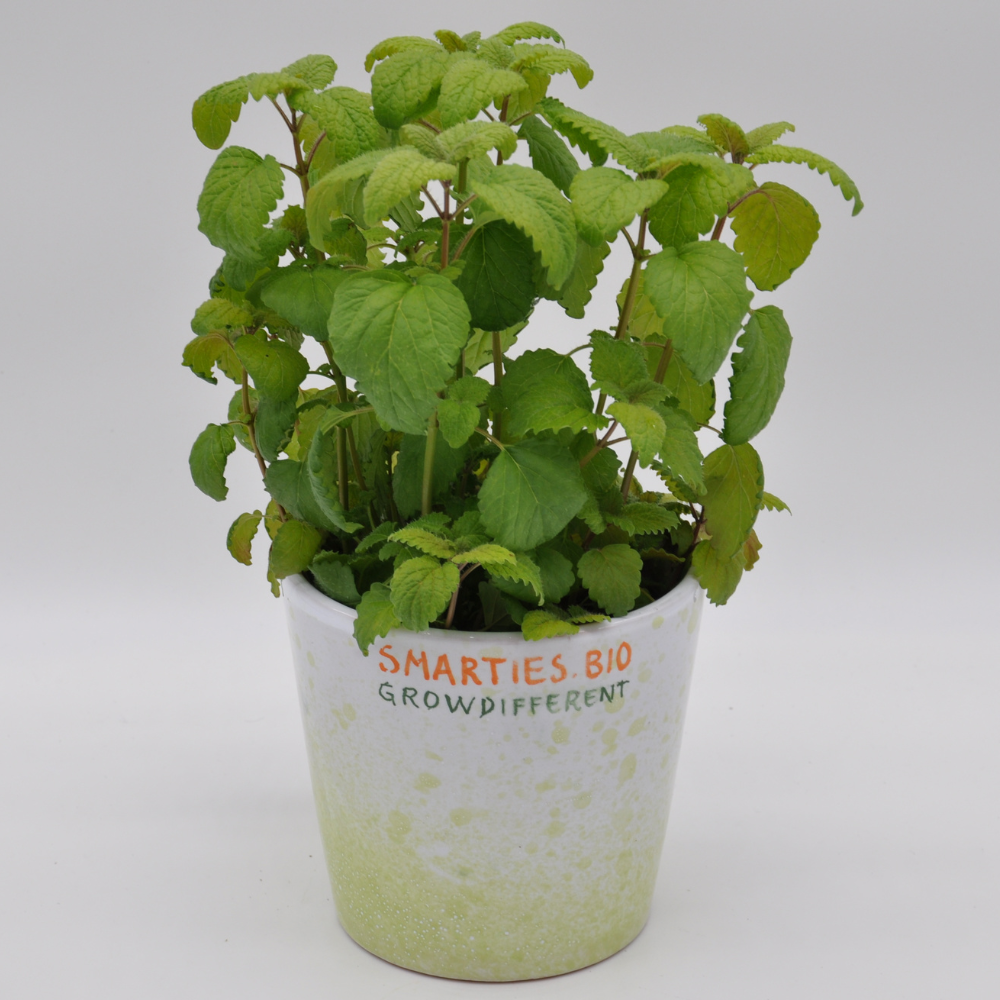 #SM4.87 LEMON BALM SEEDS | Smarties.bio