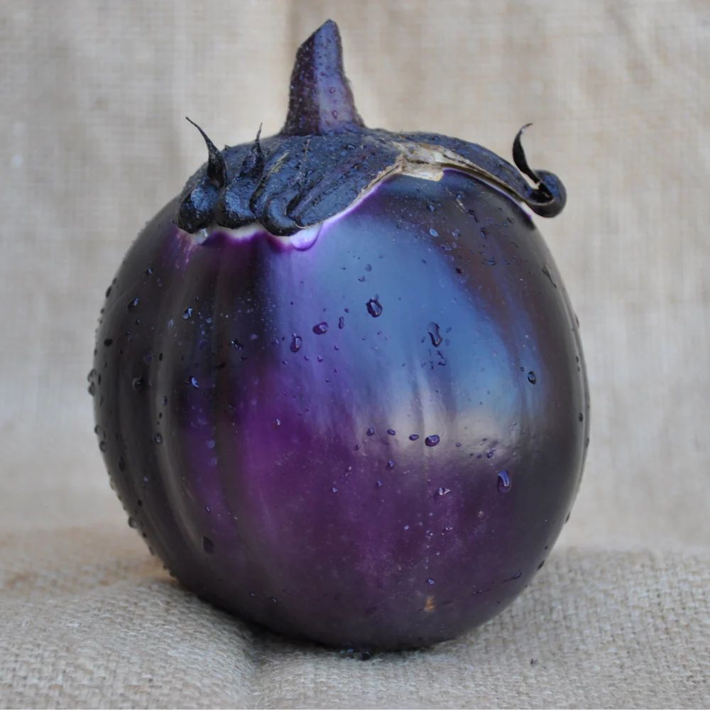 SANTA CRUZ ROUND EGGPLANT SEEDS | Smarties.bio