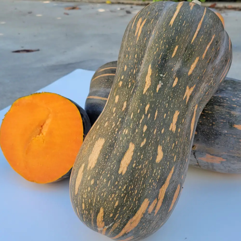 MINI LUNGA DI NAPOLI F1 SQUASH SEEDS | Smarties.bio