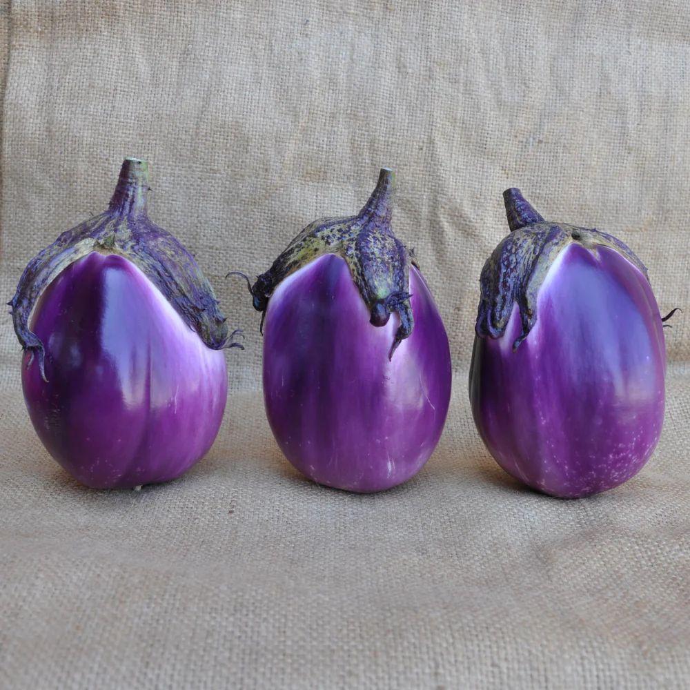 ROTONDA BIANCA SFUMATA DI ROSA ROUND EGGPLANT SEEDS | Smarties.bio