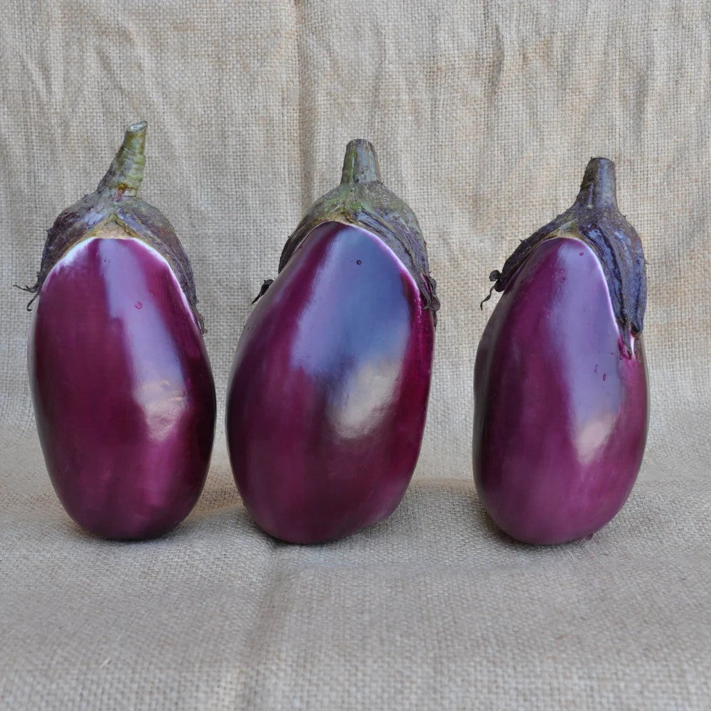 SATIRIA EGGPLANT SEEDS | Smarties.bio