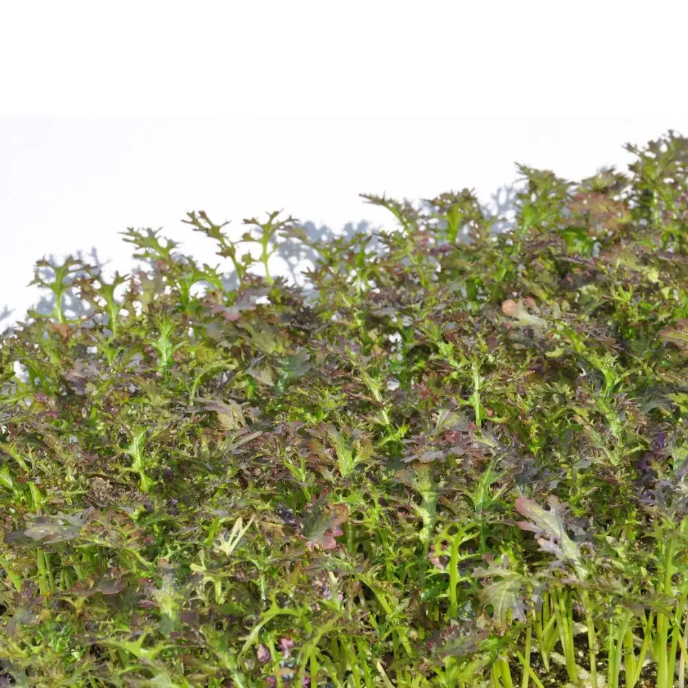 XS203 RED MUSTARD SEEDS | Smarties.bio