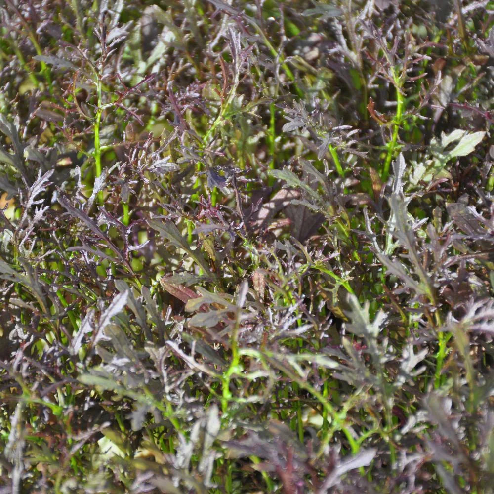 XS208 RED MUSTARD SEEDS | Smarties.bio