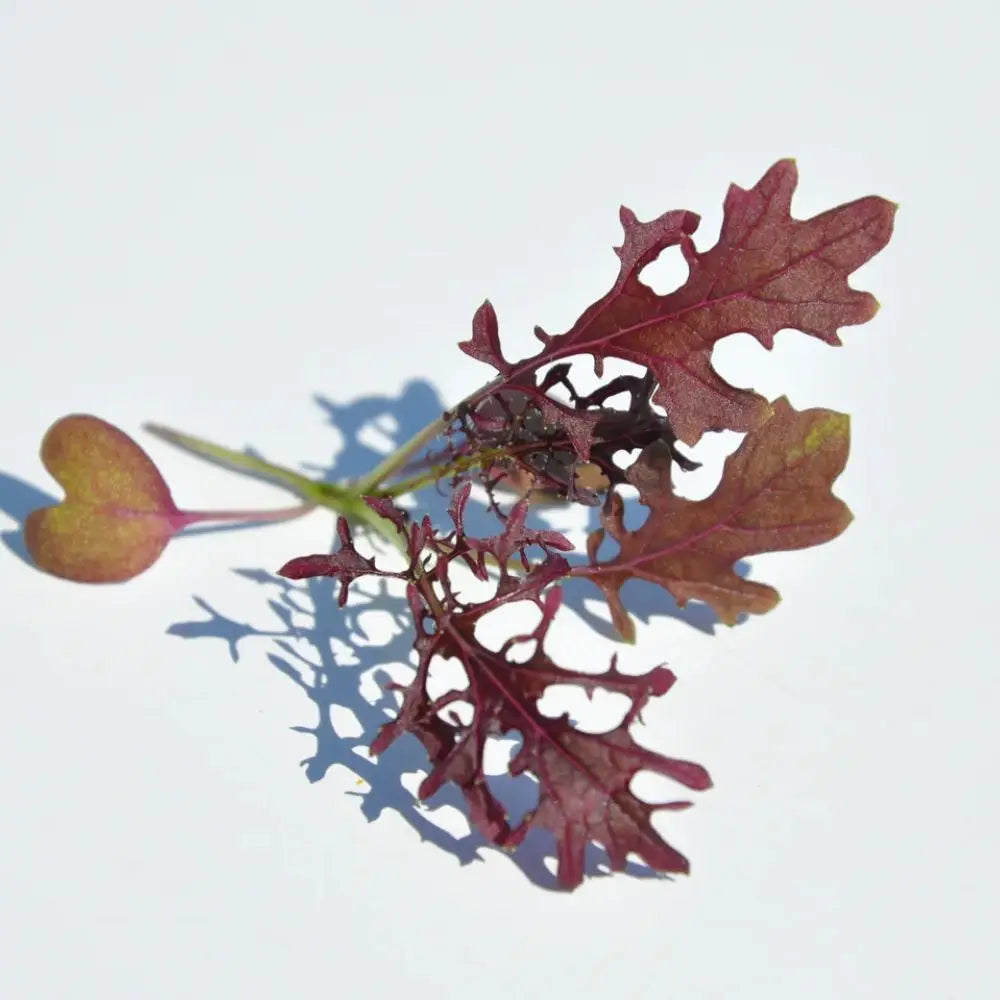 #SM4.58 RED MUSTARD SEEDS | Smarties.bio