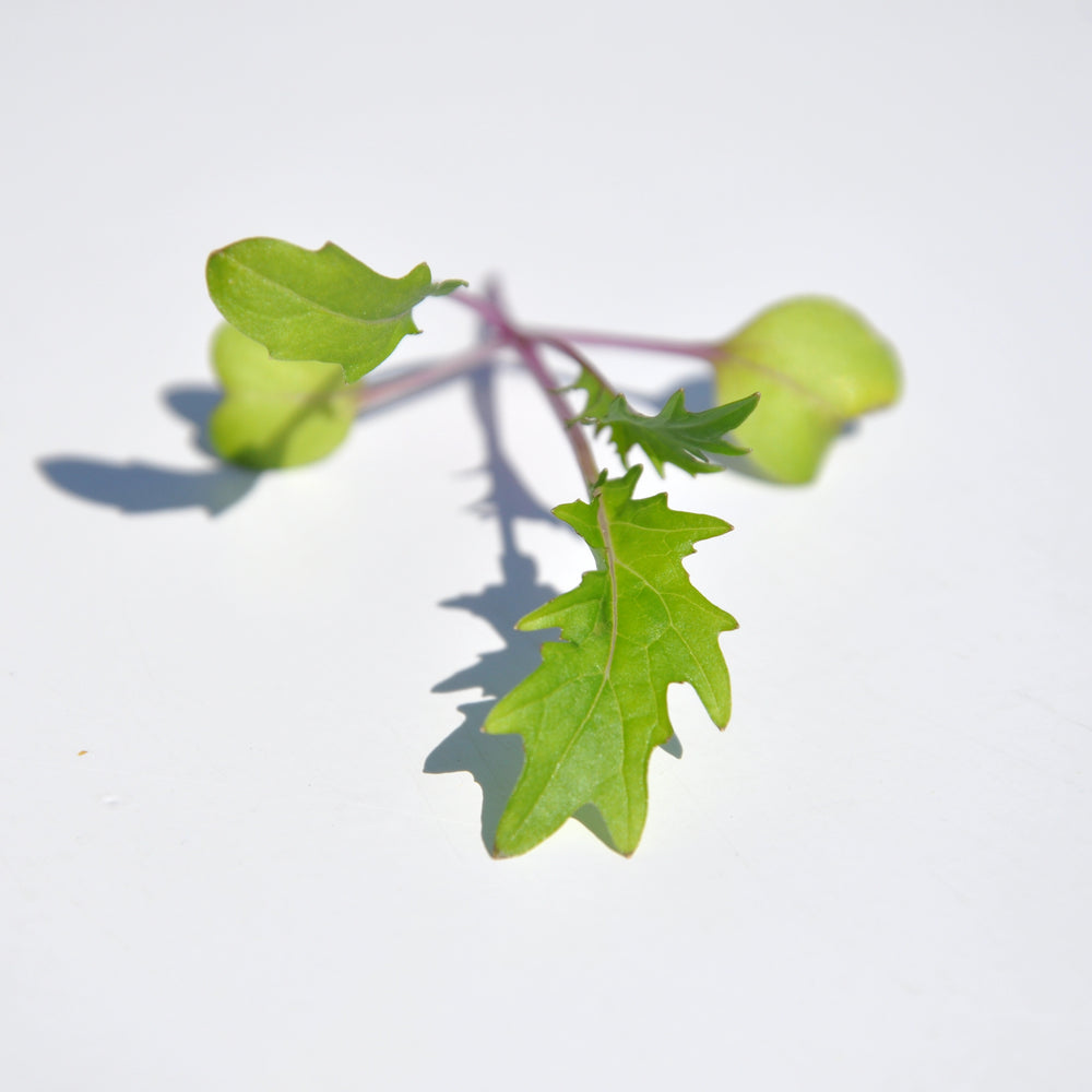 #SM4.61 RED MIZUNA SEEDS