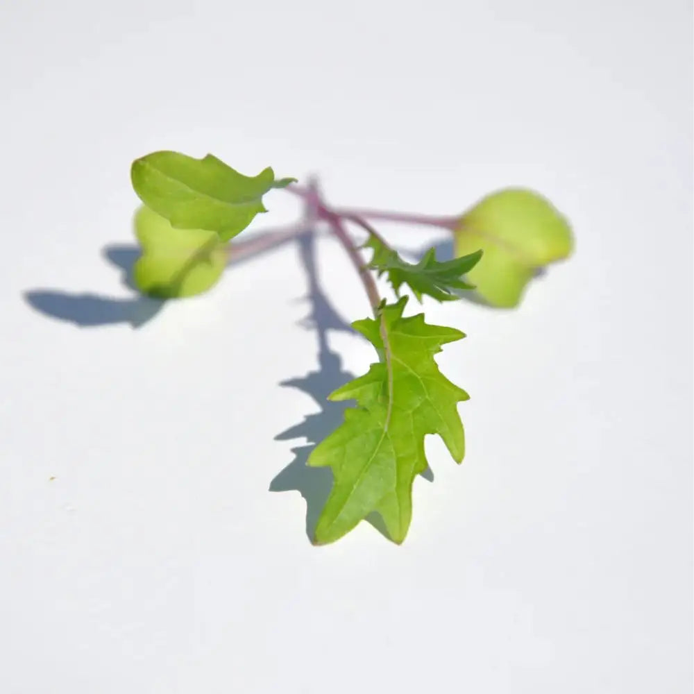 #SM4.61 RED MIZUNA SEEDS | Smarties.bio