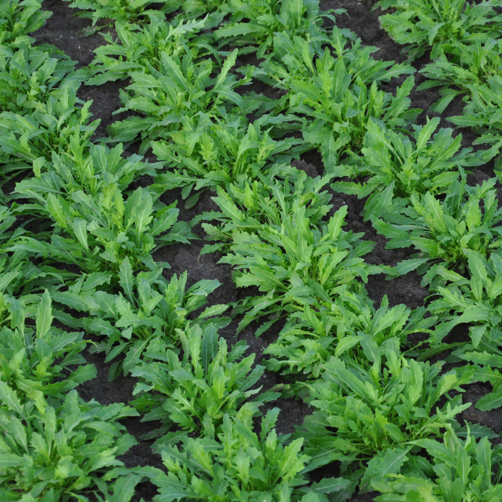 XS41 F1 WILD ROCKET SEEDS (multiseed32) | smarties.bio