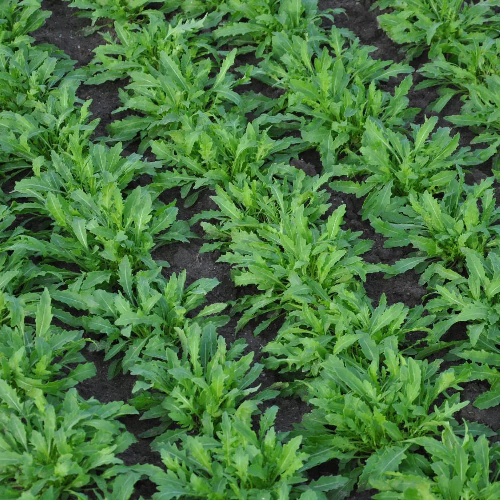 GOAL F1 WILD ROCKET SEEDS (multiseed32) | Smarties.bio