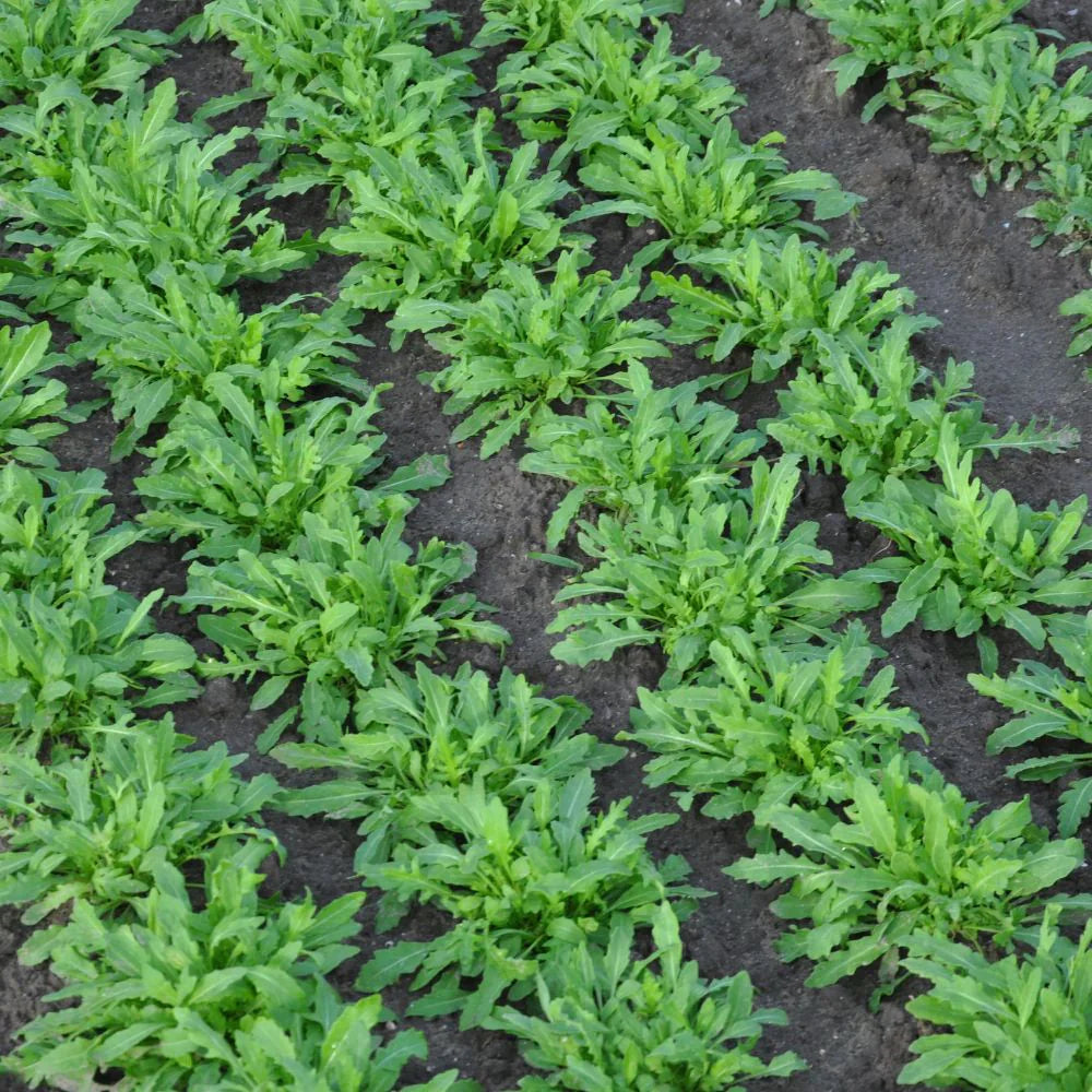 STRIKE WILD ROCKET SEEDS (multiseed32) | Smarties.bio