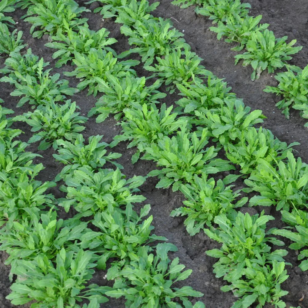 TOUCHE WILD ROCKET SEEDS (multiseed32) | Smarties.bio