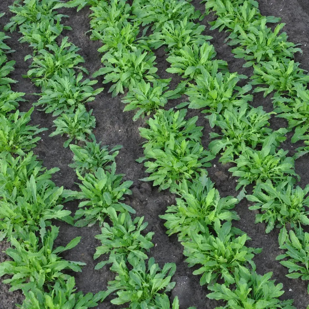 #SM4.47 WILD ROCKET SEEDS (multiseed32) | Smarties.bio