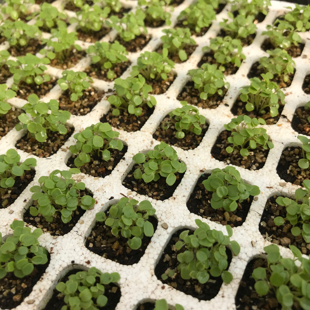 MATCH ex #SM4.48 WILD ROCKET SEEDS (multiseed32) | Smarties.bio