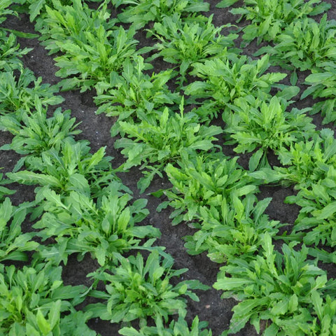 MATCH WILD ROCKET SEEDS (multiseed32) | Smarties.bio