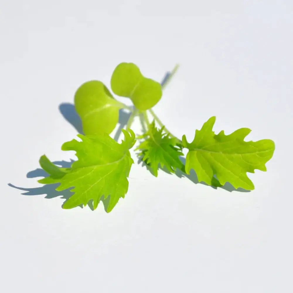#SM4.60 GREEN MIZUNA SEEDS | Smarties.bio