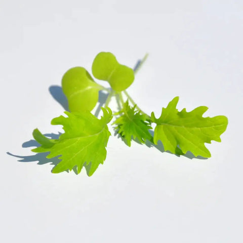#SM4.60 GREEN MIZUNA SEEDS | Smarties.bio