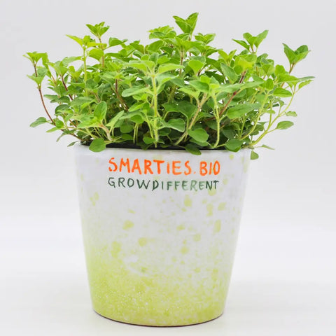 XS322 WHITE FLOWER OREGANO SEEDS | Smarties.bio