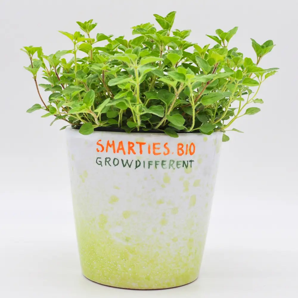 XS322 WHITE FLOWER OREGANO SEEDS | Smarties.bio