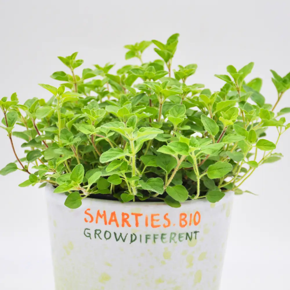 XS322 WHITE FLOWER OREGANO SEEDS | Smarties.bio