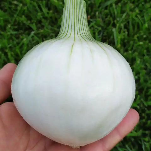 CLODIA CIPOLLA TONDA MUSONA BIANCA (WHITE ROUNDED ONION MUSONA) SEEDS | Smarties.bio