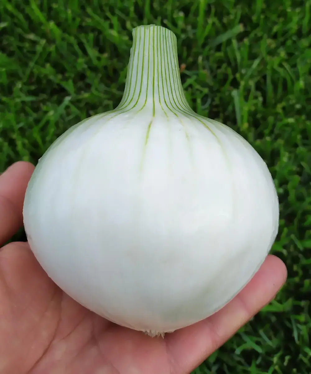CLODIA CIPOLLA TONDA MUSONA BIANCA (WHITE ROUNDED ONION MUSONA) SEEDS | Smarties.bio