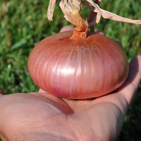 EUSTACHIA CIPOLLA RAMATA DI MONTORO (MONTORO COPPER ONION) SEEDS | Smarties.bio