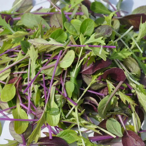 #SM4.77 ORIENTAL SALAD SEEDS | Smarties.bio