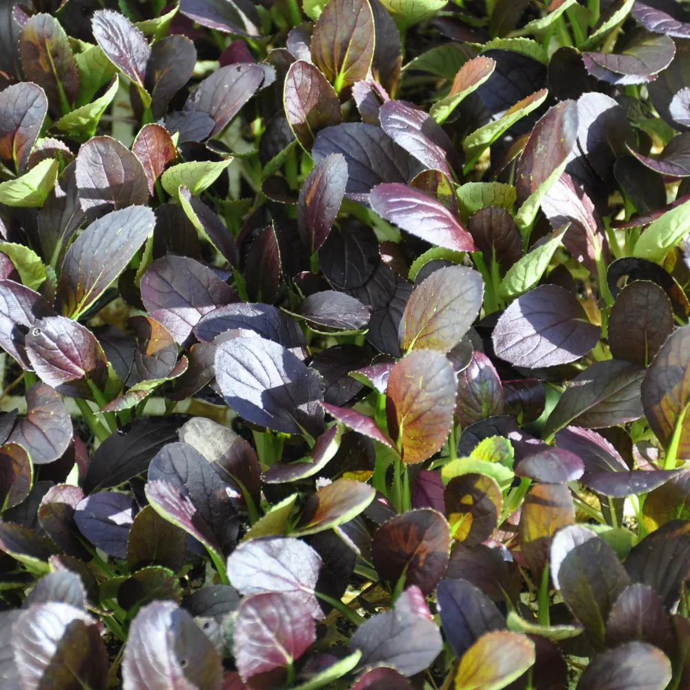 XS205 RED PAK CHOI SEEDS | Smarties.bio