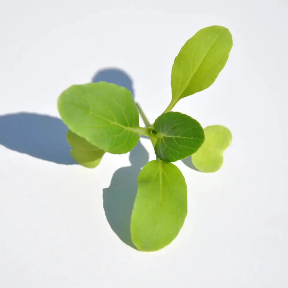#SM4.63 GREEN PAK CHOI SEEDS | Smarties.bio