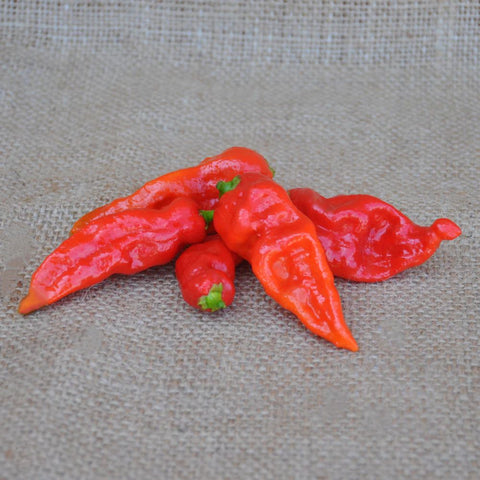 NAGA MORRICH HOT PEPPER SEEDS | Smarties.bio