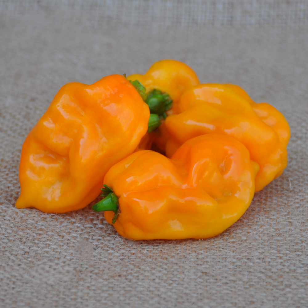 YELLOW SCORPION HOT PEPPER SEEDS | Smarties.bio