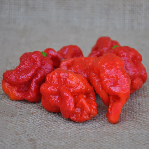 RED SCORPION HOT PEPPER SEEDS | Smarties.bio